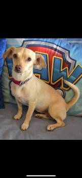 Shell -  Miniature Dachshund and Chihuahua Dog for Adoption in New Haven, Connecticut - Shell | PetCurious