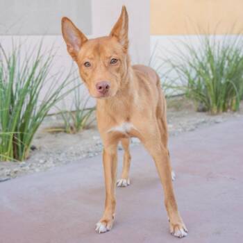 Barry -  Shepherd and Mixed Breed Dog for Adoption in Palm Springs, California - Barry | PetCurious