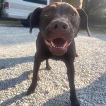 Tamara -  Chocolate Labrador Retriever and Pit Bull Terrier Dog for Adoption in Valley, Alabama - Tamara | PetCurious