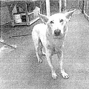 Klaus (26-224) -  German Shepherd Dog Dog for Adoption in New Ringgold, Pennsylvania - Klaus (26-224) | PetCurious