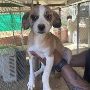 Bitsy 2470 -  Catahoula Leopard Dog Dog for Adoption in Loxahatchee Groves, Florida - Bitsy 2470 | PetCurious