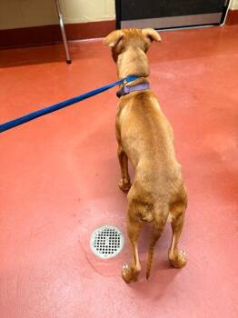 Mixed Breed Dogs Available for Adoption in Douglasville, Georgia - Gator | PetCurious