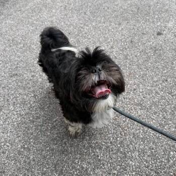 Shih Tzu Dogs Available for Adoption in St. Louis, Missouri - Harmon | PetCurious