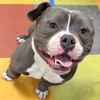 Pauly Pocket -  Mixed Breed Dog for Adoption in Philadelphia, Pennsylvania - Pauly Pocket | PetCurious