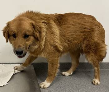 Rescue Great Pyrenees Dogs for Adoption - Marciano | PetCurious