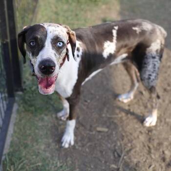 BOBBY BLUE -  Catahoula Leopard Dog Dog for Adoption in San Antonio, Texas - BOBBY BLUE | PetCurious