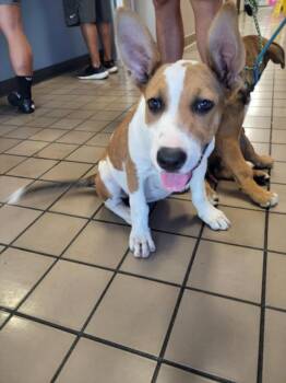 A143150 -  Pit Bull Terrier and Mixed Breed Dog for Adoption in Burbank, California - A143150 | PetCurious
