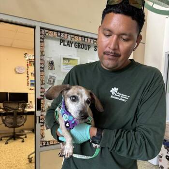 Dachshund Dogs Available for Adoption in Ramona, California - Mr. Green Jeans | PetCurious