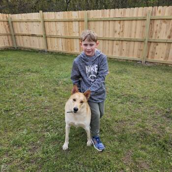 Weda -  Shepherd and Husky Dog for Adoption in Dyer, Indiana - Weda | PetCurious