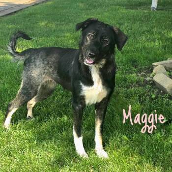 Maggie -  Mixed Breed Dog for Adoption in Joliet, Illinois - Maggie | PetCurious