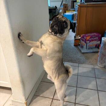 Ike -  Pug Dog for Adoption in Seattle, Washington - Ike | PetCurious