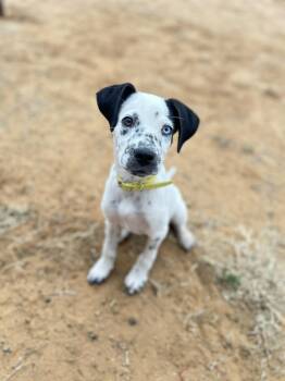 Australian Cattle Dog Blue Heeler Dogs Available for Adoption - Mouth | PetCurious