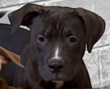 Rescue Terrier Dogs for Adoption in Bloomfield, Connecticut - Elsa | PetCurious