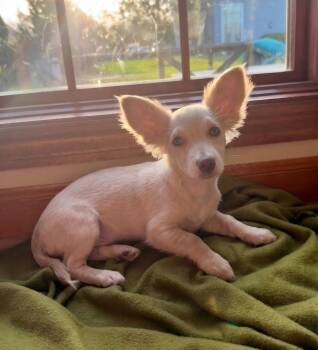 **TATER TOT** -  Chihuahua and Terrier Dog for Adoption in North Prairie, Wisconsin - **TATER TOT** | PetCurious
