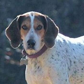 Treeing Walker Coonhound Dogs Available for Adoption - Bae (GA) | PetCurious