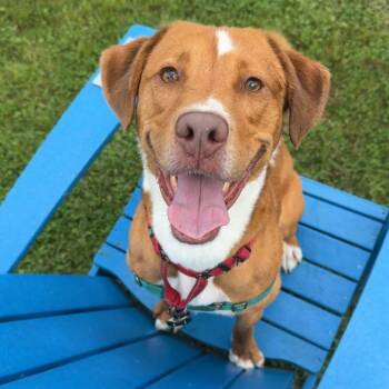 Silas -  Mixed Breed Dog for Adoption in Philadelphia, Pennsylvania - Silas | PetCurious