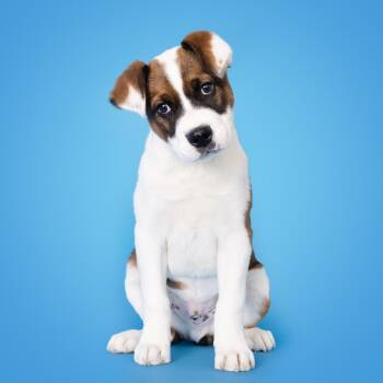 Mixed Breed Dogs Available for Adoption - Tex | PetCurious