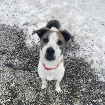 Mixed Breed Dogs Available for Adoption - Merit | PetCurious