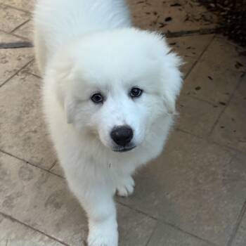 Smitty -  Great Pyrenees Dog for Adoption in Humble, Texas - Smitty | PetCurious