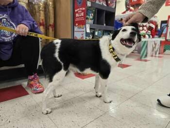 Rescue Cattle Dog Dogs for Adoption in Edwards, Illinois - Mabel | PetCurious