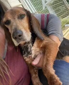 Beagle Dogs Available for Adoption - Meet Banjo — The Sweetest Little Beagle Around | PetCurious