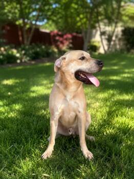 Frogger -  Labrador Retriever Dog for Adoption in Lucas, Texas - Frogger | PetCurious