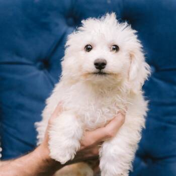 Cheese -  Bichon Frise Dog for Adoption in Zionsville, Indiana - Cheese | PetCurious