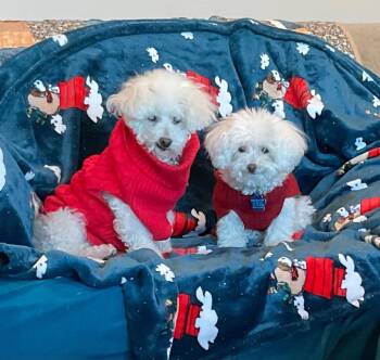 Rescue Miniature Poodle Dogs for Adoption in Broken Arrow, Oklahoma - Angel | PetCurious