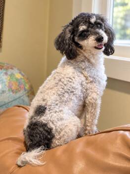 Lily -  Poodle Dog for Adoption in Puyallup, Washington - Lily | PetCurious