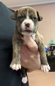 WOODSTOCK -  Mixed Breed Dog for Adoption in Columbia, South Carolina - WOODSTOCK | PetCurious