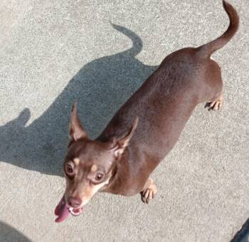 Rescue Chiweenie Dogs for Adoption in Springfield, Ohio - Coco | PetCurious