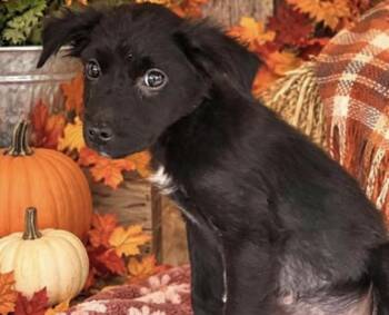 Matteo -  Australian Shepherd and Collie Dog for Adoption in Copiague, New York - Matteo | PetCurious