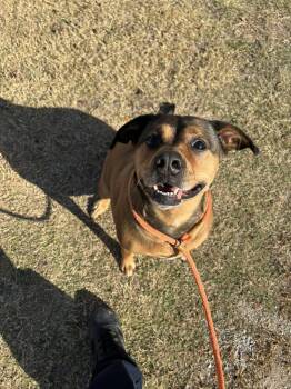 Rescue Shepherd Dogs for Adoption in Stillwater, Oklahoma - Luna | PetCurious