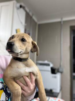 Labrador Retriever Dogs Available for Adoption in Hopkinsville, Kentucky - Waggers/Gino | PetCurious