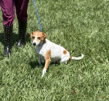 Daisy- Smaller sweetheart looking for loving home -  Beagle and Chihuahua Dog for Adoption in Conway, South Carolina - Daisy- Smaller Sweetheart Looking For Loving Home | PetCurious