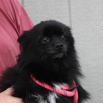 Kingston -  Pomeranian and Mixed Breed Dog for Adoption in Vacaville, California - Kingston | PetCurious