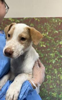 Draw -  Labrador Retriever and Mixed Breed Dog for Adoption in San Antonio, Texas - Draw | PetCurious