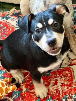 Milo LH -  Shepherd and Plott Hound Dog for Adoption in Austin, Texas - Milo LH | PetCurious