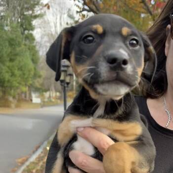 Rescue Hound and Mixed Breed Dogs for Adoption in Stormville, New York - NY Calypso Avail Nov 8 (Choice Pet Carmel) | PetCurious