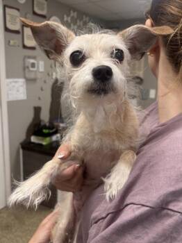 Star - Hospice (Call for Info) -  Chihuahua and Mixed Breed Dog for Adoption in East Brookfield, Massachusetts - Star - Hospice (Call For Info) | PetCurious