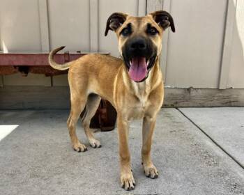 SADIE -  Belgian Shepherd Malinois and Catahoula Leopard Dog Dog for Adoption in Santa Cruz, California - SADIE | PetCurious