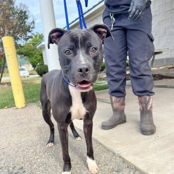 Rescue American Bully Dogs for Adoption in Orangeburg, South Carolina - Bean | PetCurious