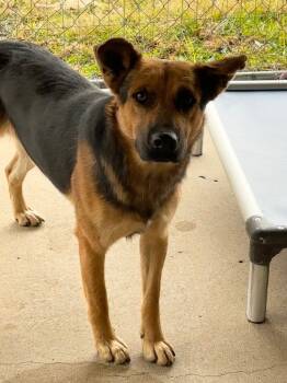 Rescue Shepherd Dogs for Adoption in Lake City, Arkansas - Sonny | PetCurious
