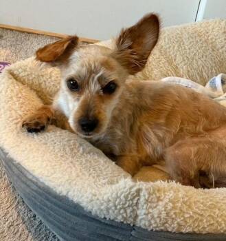 Yorkshire Terrier Dogs Available for Adoption in Williamsburg, Virginia - Timmy | PetCurious