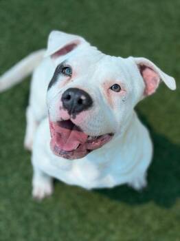 Snowy --Courtesy Post. Out of town pet. See below for details-- -  Pit Bull Terrier Dog for Adoption in Eagle, Idaho - Snowy --Courtesy Post. Out Of Town Pet. See Below For Details-- | PetCurious