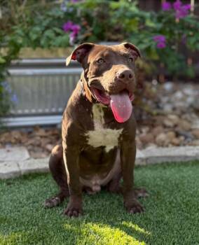Rescue Pit Bull Terrier Dogs for Adoption in Fairfield, Connecticut - Chopper | PetCurious