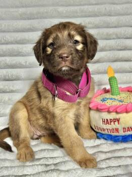 Labrador Retriever and Golden Retriever Dogs Available for Adoption - Tulip | PetCurious