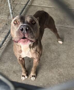 Rescue American Staffordshire Terrier Dogs for Adoption in San Gabriel, California - Squidward | PetCurious