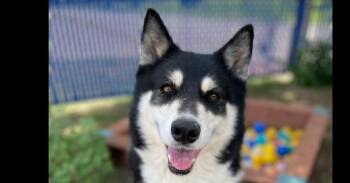 Luna Belle -  Husky Dog for Adoption in Dallas, Texas - Luna Belle | PetCurious