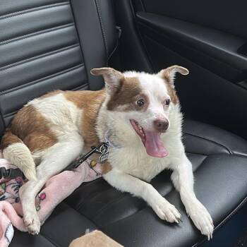 SPAIN -  Terrier Dog for Adoption in Waterford, New Jersey - SPAIN | PetCurious